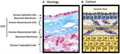 Editorial: The Role of the Fetal Membranes in Pregnancy and Birth